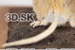 Mouse-Mus musculus 0035